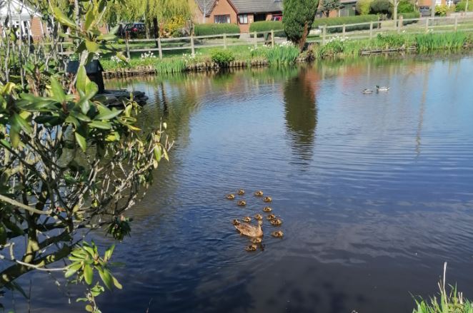 The first ducklings appeared on the pond April 20th (photo by Derek Smith)